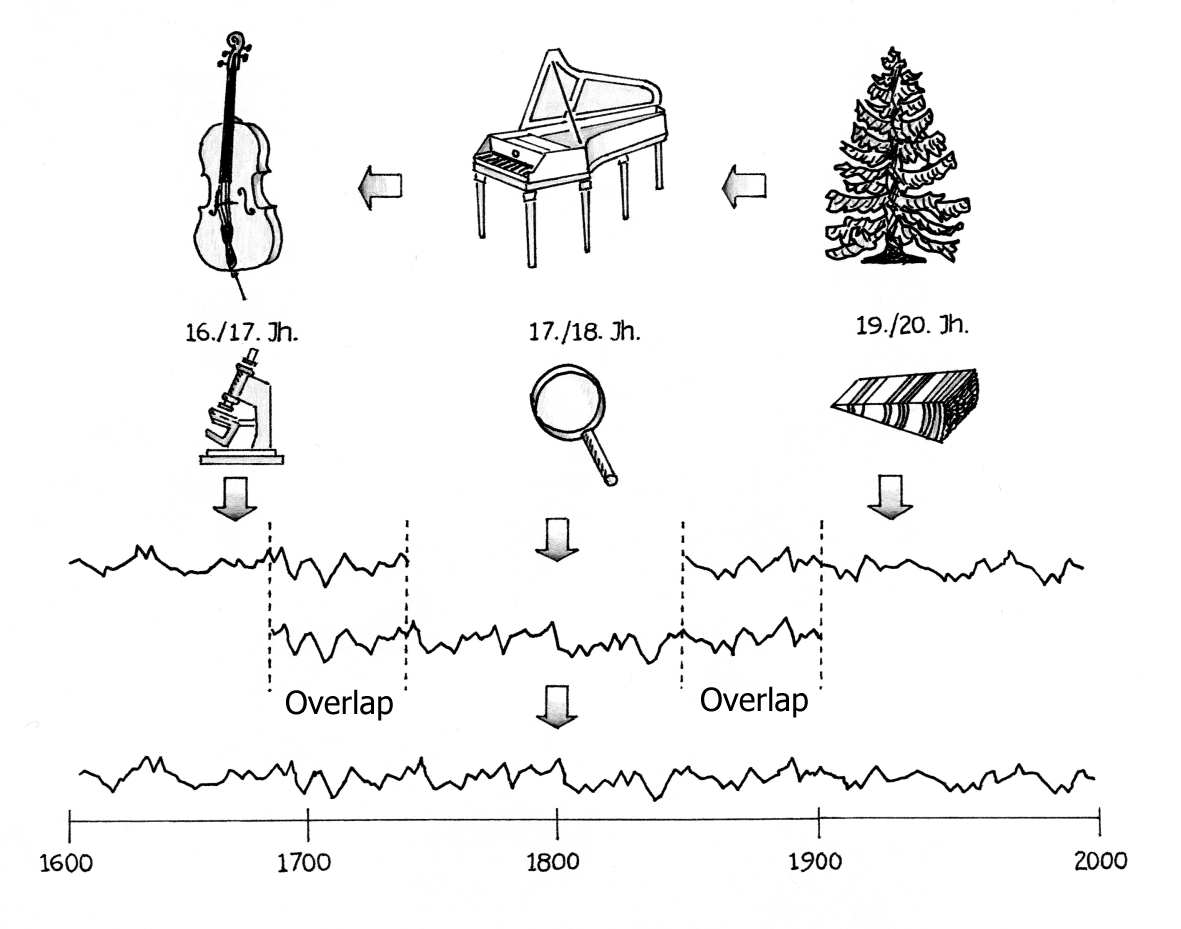 Dendrochronology Image